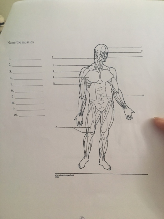 Solved Label this typical synovial joint and briefly explain | Chegg.com