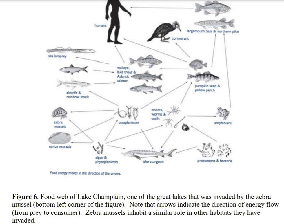 Solved Ecology: Based on the Lake Champlain food web (Figure | Chegg.com