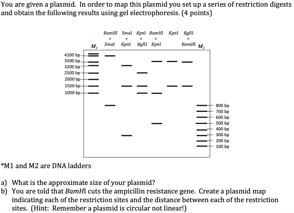 Solved You are given a plasmid. In order to map this plasmid | Chegg.com