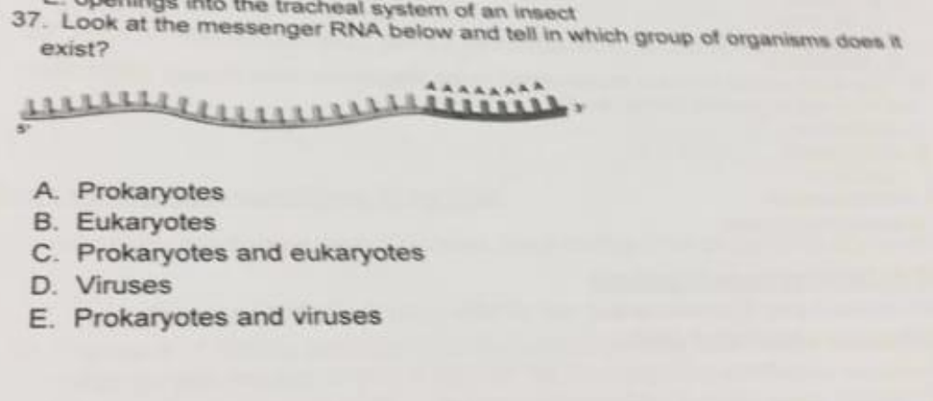 Solved 37. Look at the messenger RNA below and tell in which | Chegg.com