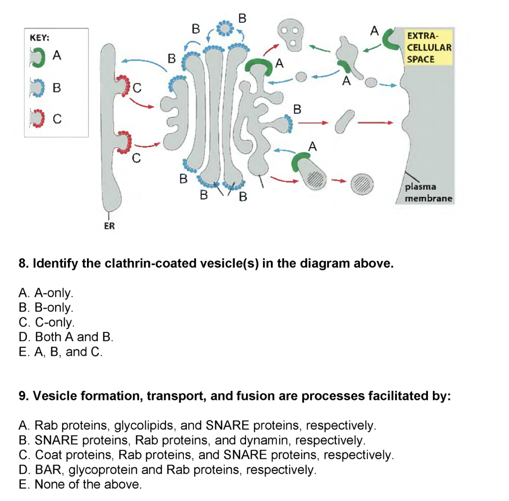 Solved B B A KEY: JA EXTRA- CELLULAR SPACE B А B B с A B B B | Chegg.com