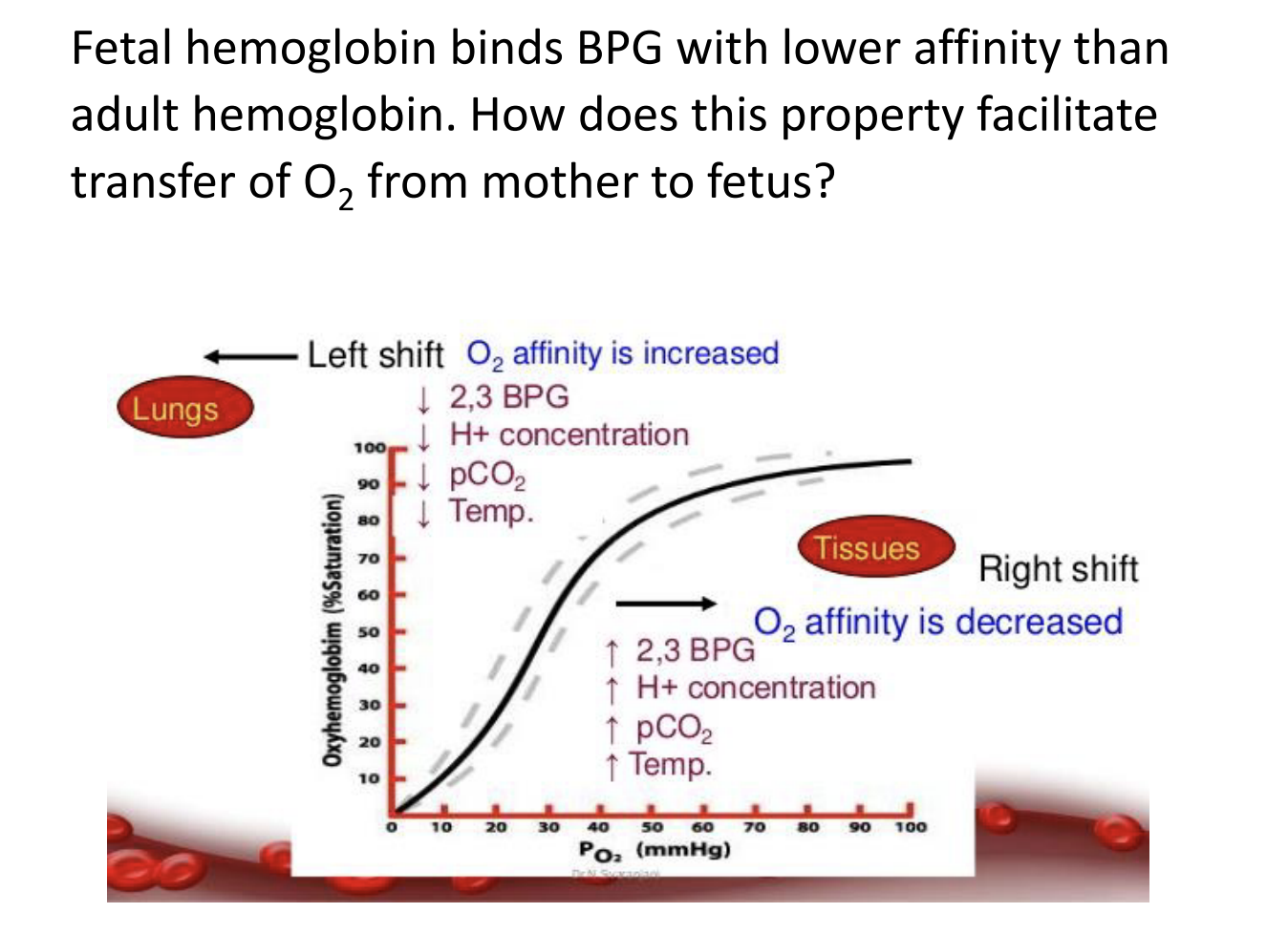 2 3 bpg binds to globin part of hemoglobin