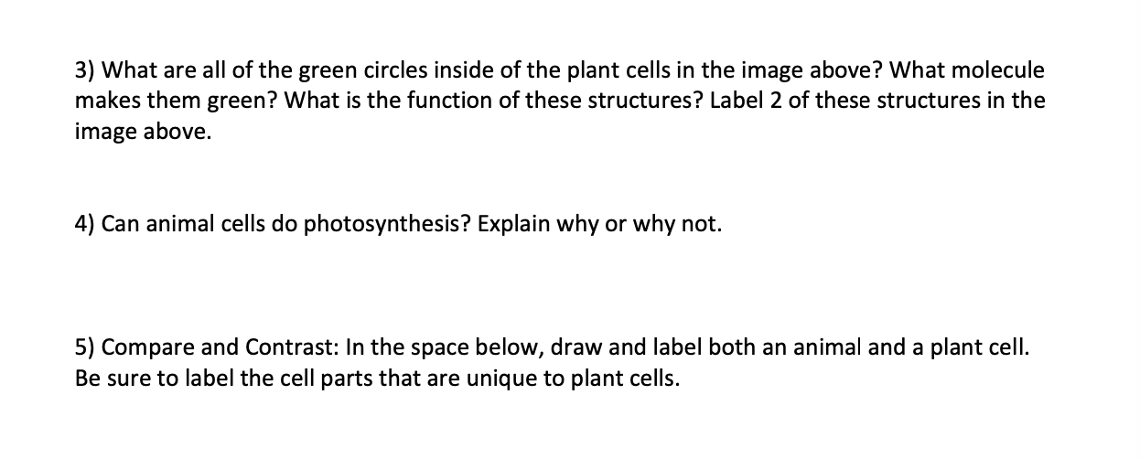 3) What are all of the green circles inside of the plant cells in the image above? What molecule makes them green? What is th