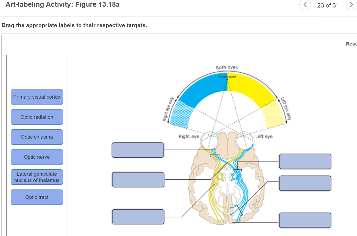 Solved Artlabeling Activity Figure 13.18a Drag the