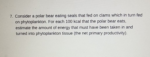 do clams eat phytoplankton
