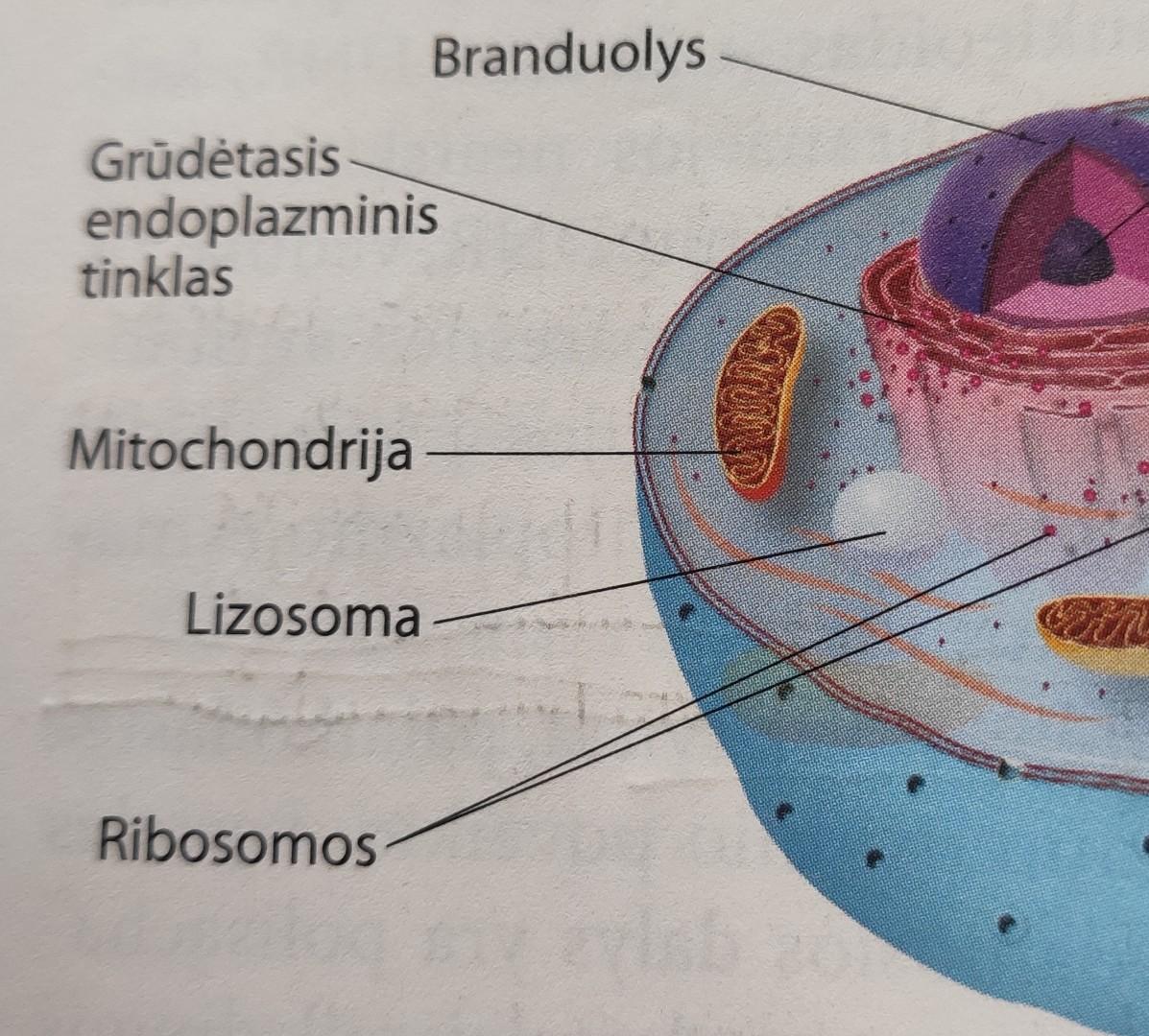 Bio Lastelės Skirtumai Audiniai Flashcards Chegg Com