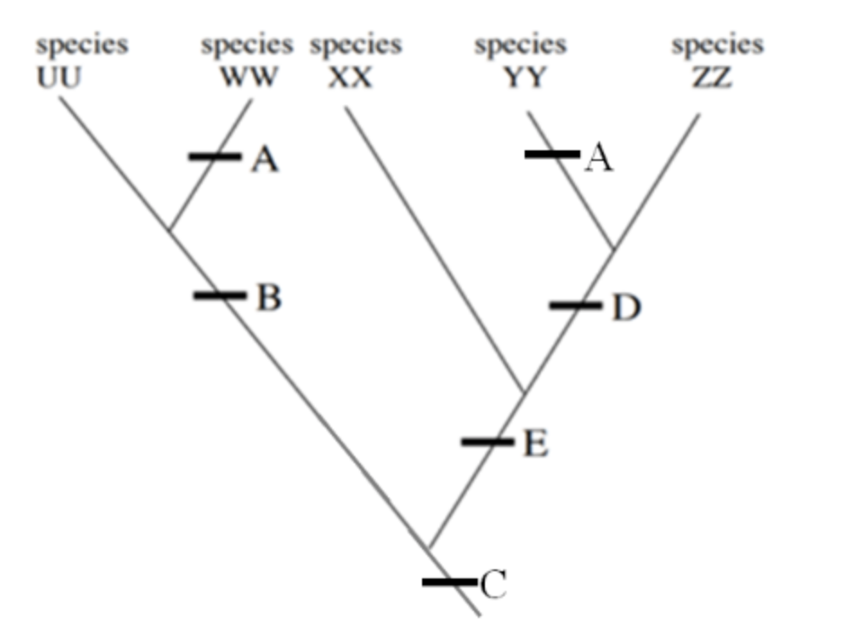 Uppercase B, C, D and E 