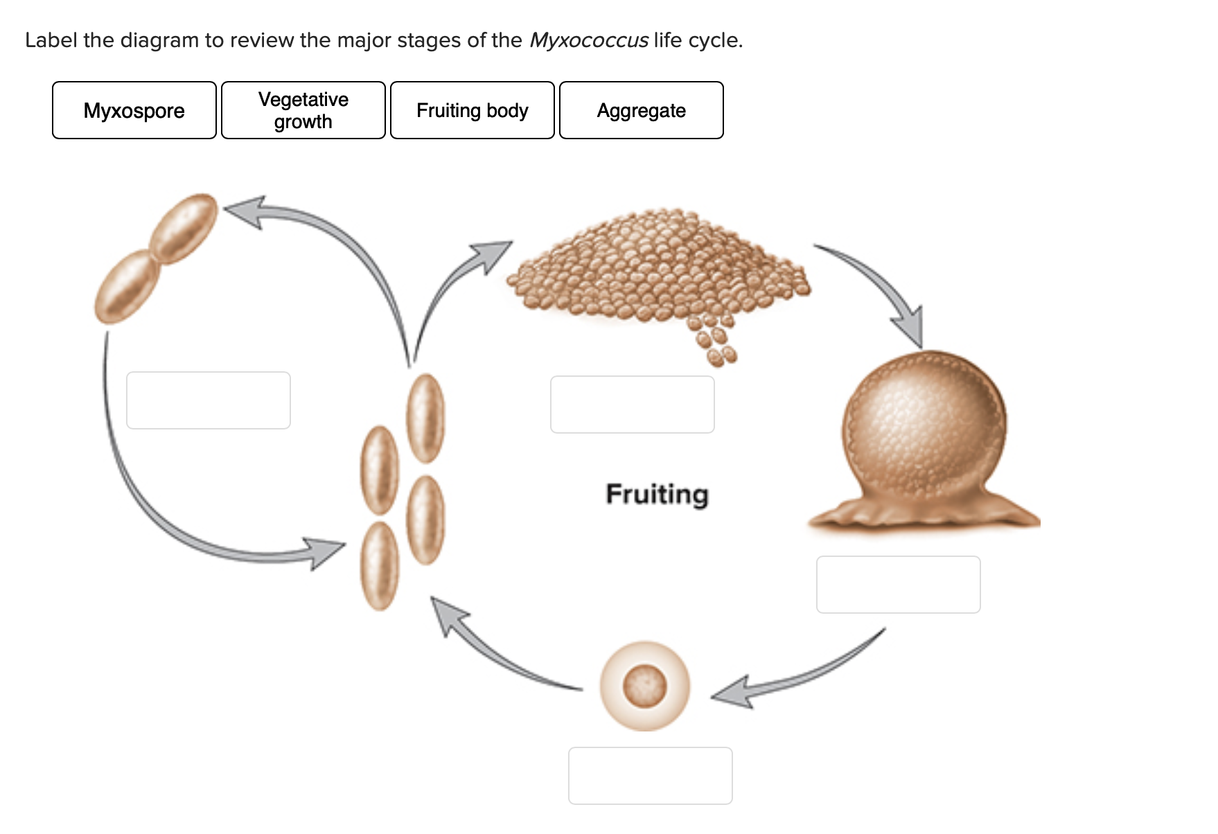Myxococcus Urease Solved Label the diagram to review the major stages of the | Chegg.com