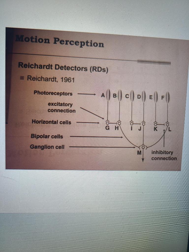 Solved Motion Perception Reichardt Detectors (RDS) | Chegg.com
