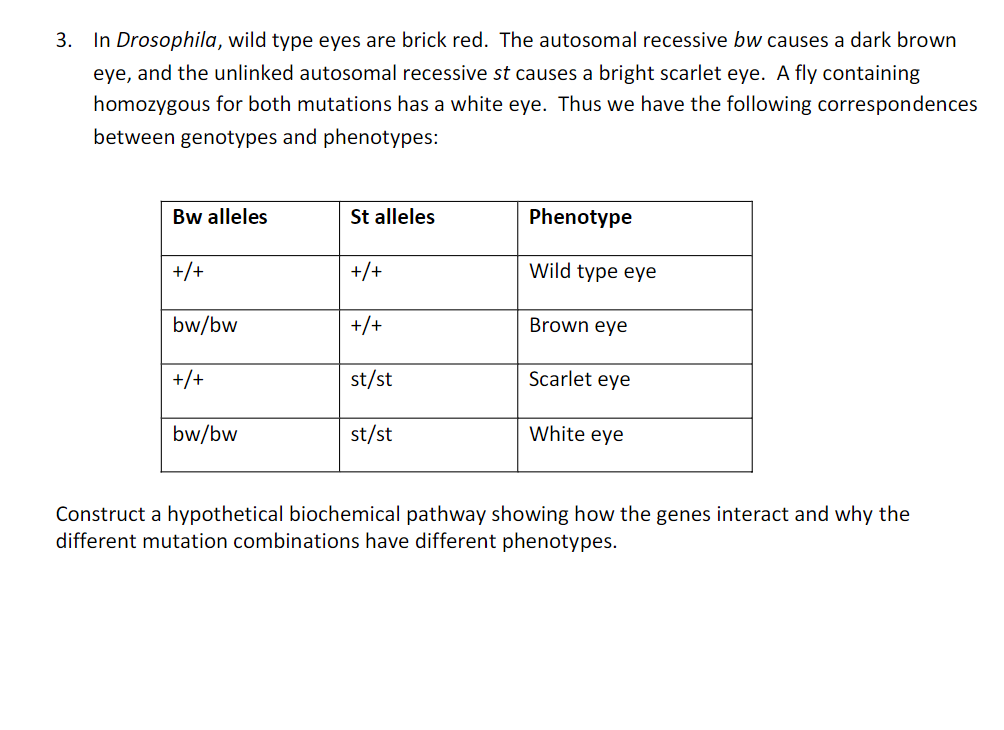 Solved In Drosophila, wild type eyes are brick red. The | Chegg.com