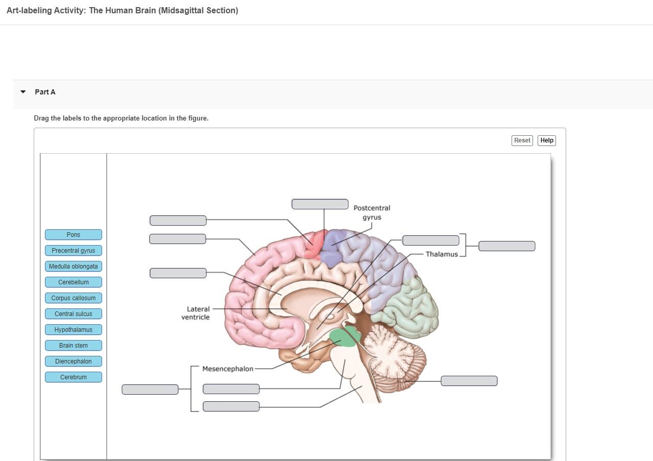 Art-labeling Activity: The Human Brain (Midsagittal Section)
Part A
Drag the labels to the appropriate location in the figure