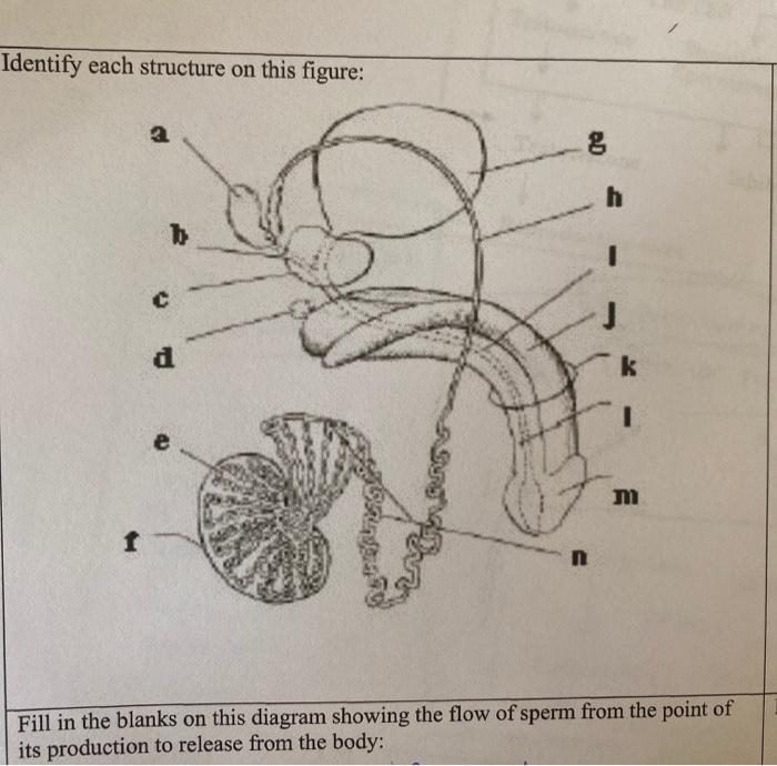 Solved Identify each structure on this figure: Fill in the | Chegg.com