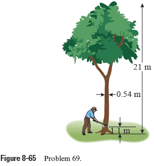 Solved A worker is felling a 21 m high tree by cutting it at | Chegg.com