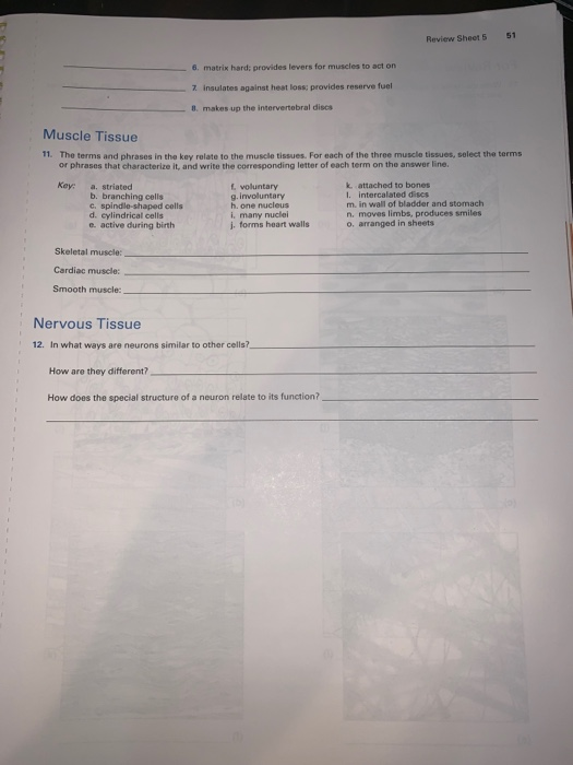 Solved 51 Review Sheet 5 6. matrix hard provides levers for