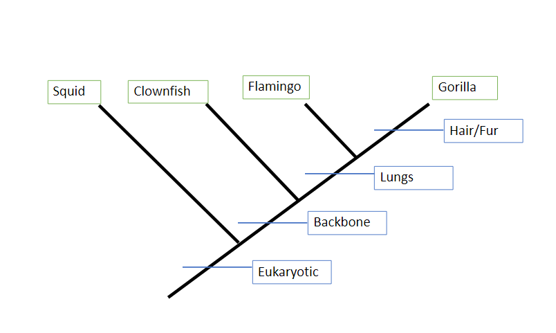Solved Which two animals on this cladogram appear to be the Chegg com