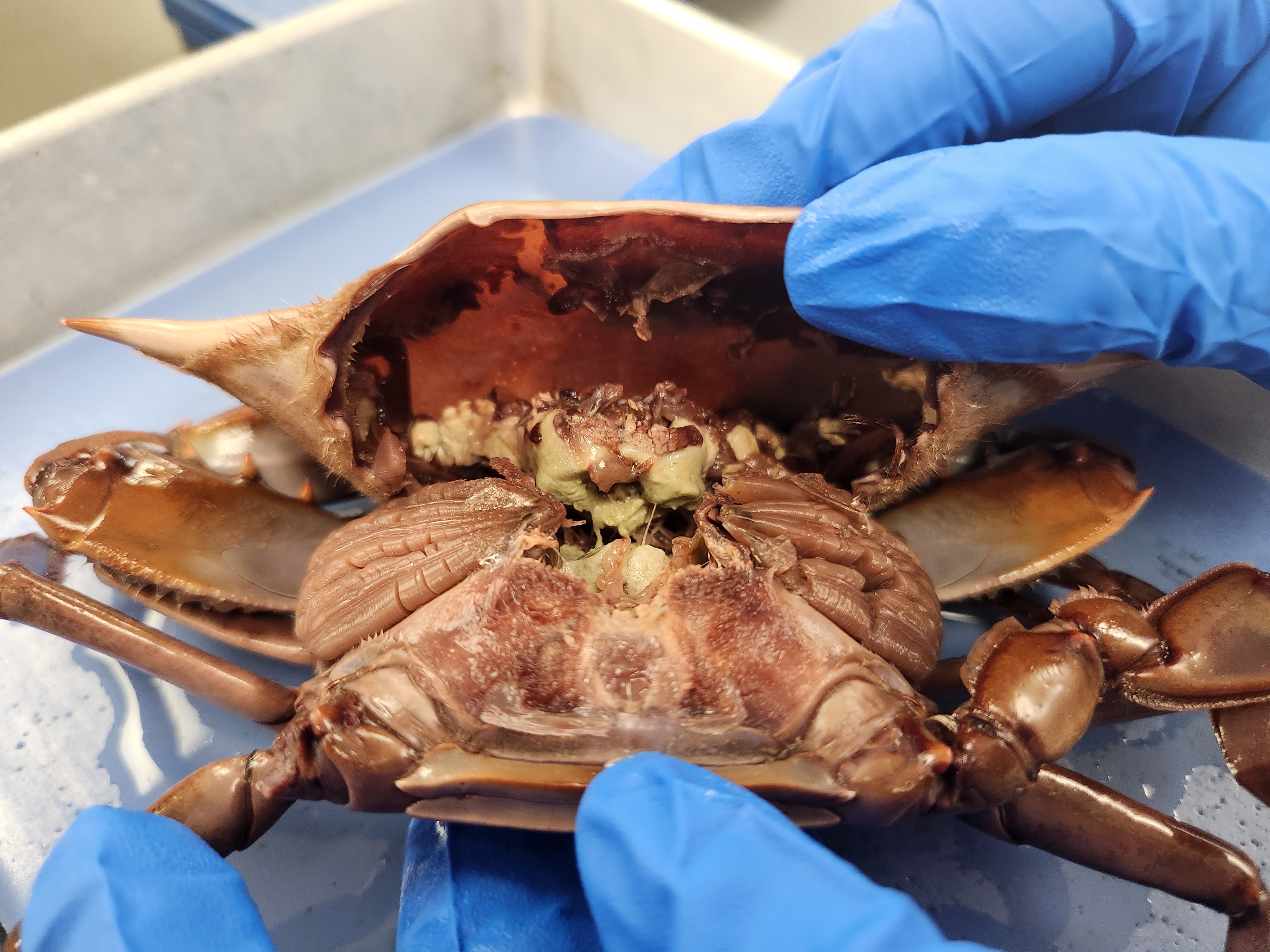 Can you label the internal anatomy of this crab? If