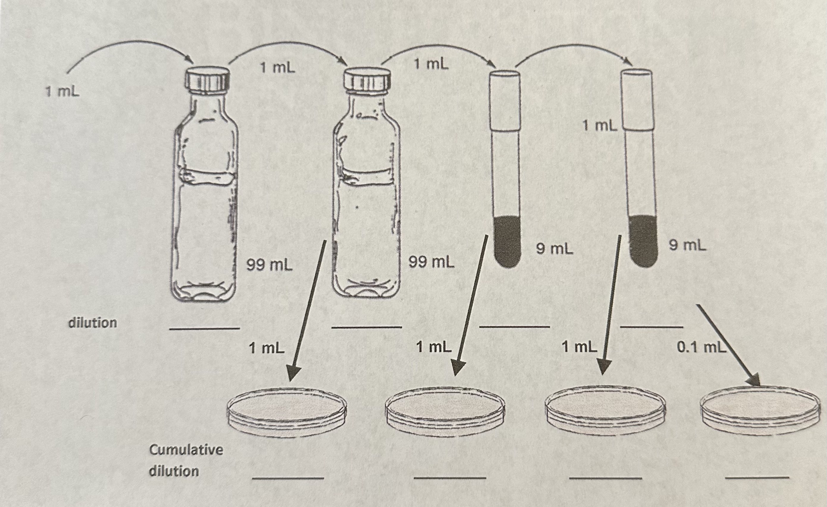 Solved Calculate the serial dilution and cumulative