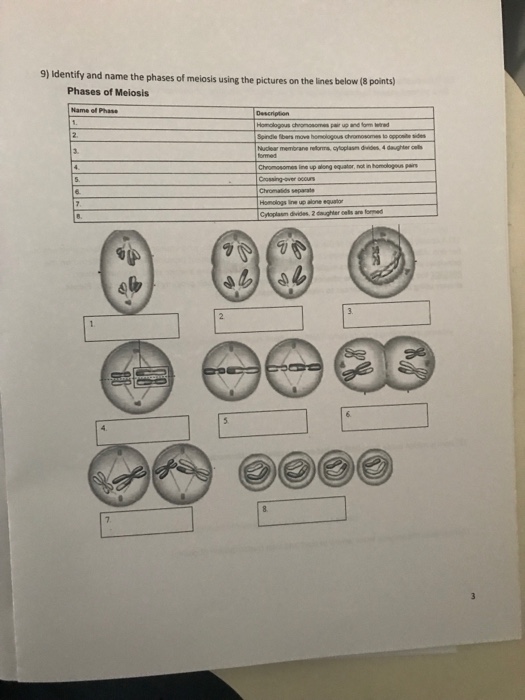 Solved 9) Identify and name the phases of meiosis using the | Chegg.com