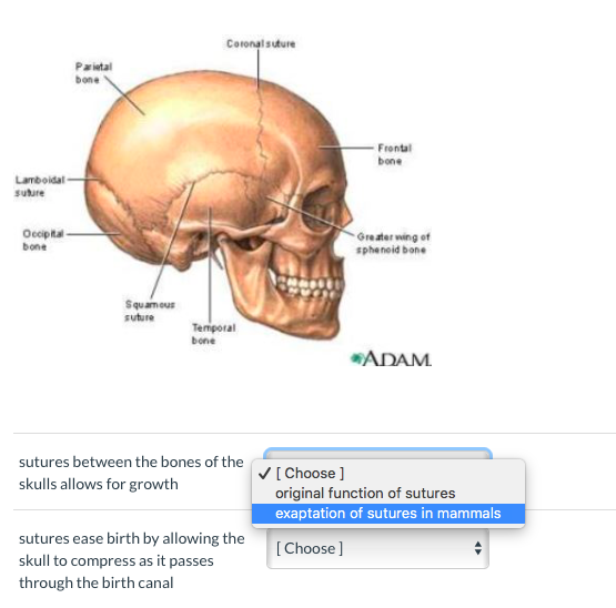 skull bones and sutures
