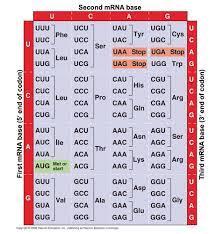 Solved Асс UUG AGA UUA AGG AGU GCA CGA CCA UCA ACA GUA GCC