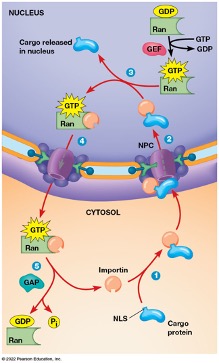 Solved Describe the structure and biochemistry of the | Chegg.com
