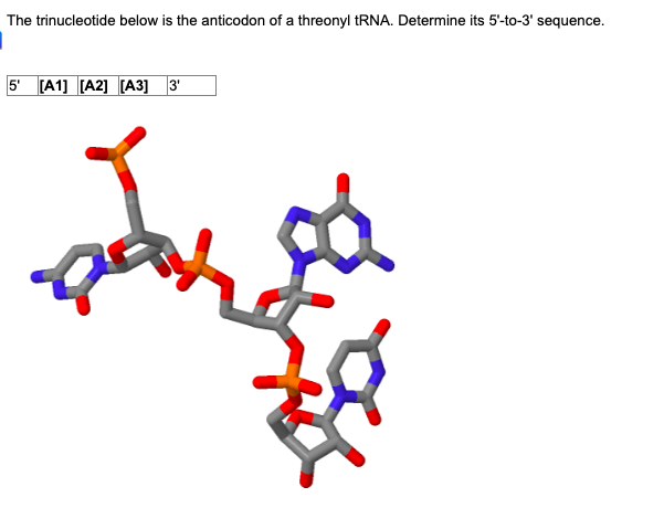 The trinucleotide below is the anticodon of a threonyl tRNA. Determine its \( 5^{\prime} \)-to-3 sequence.