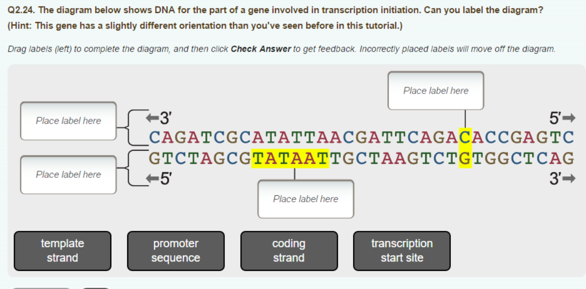 Q2.24. ﻿The diagram below shows DNA for the part of a | Chegg.com