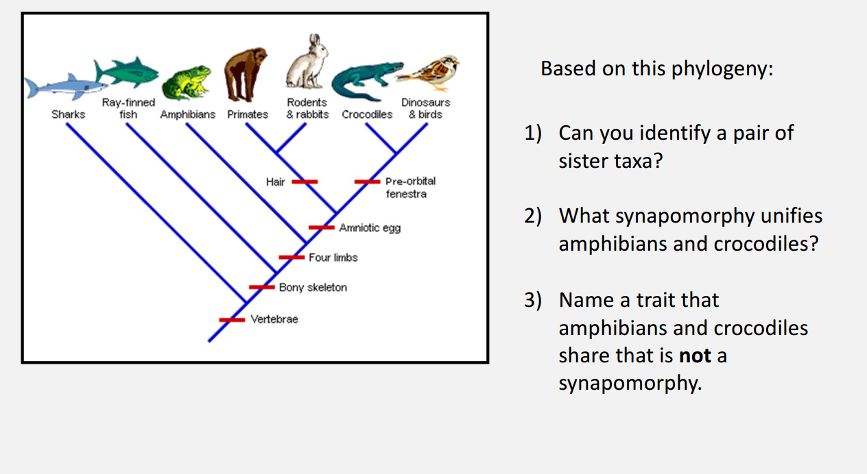 Solved Based on this phylogeny: Sharks Ray-finned fish | Chegg.com