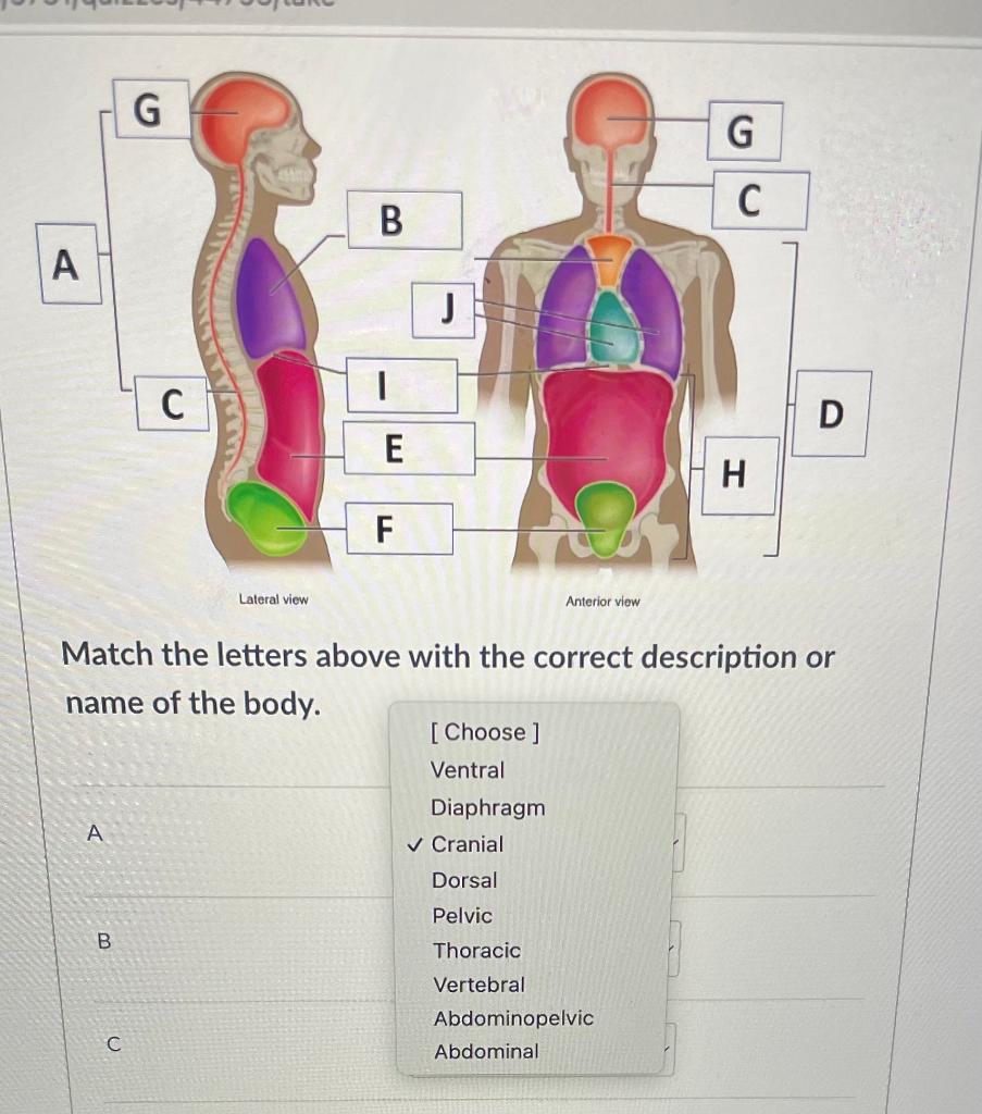 Solved Match the letters above with the correct description | Chegg.com