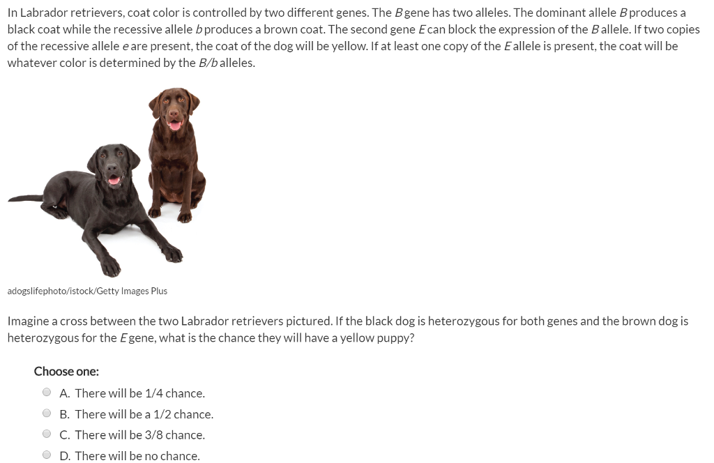 Solved n Labrador retrievers, coat color is controlled by