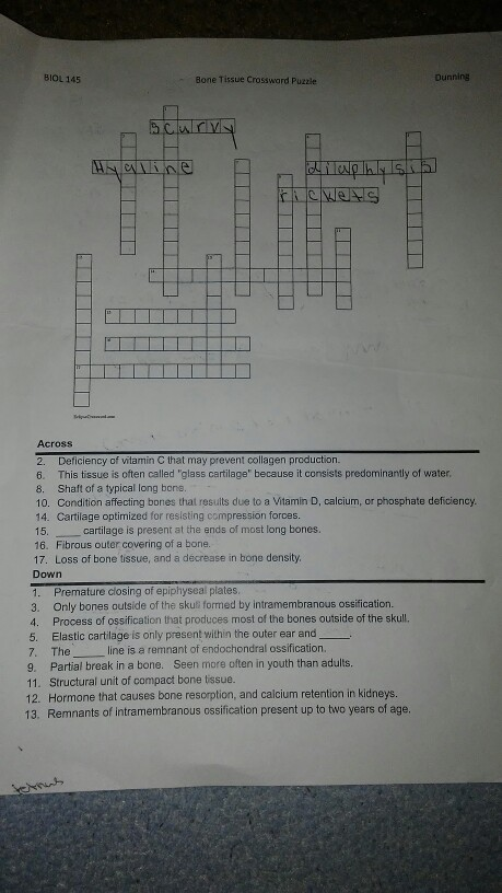 Solved BIOL 145 Bone Tissue Crossword Puzzle Dunning Yoolly Chegg com