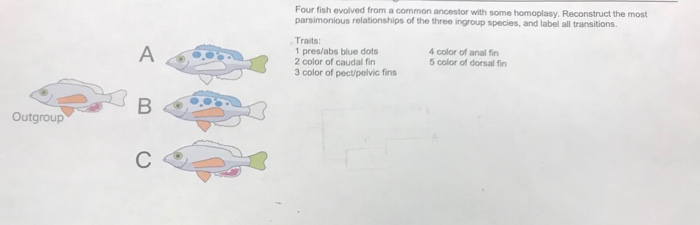 Solved Four fish evolved from a common ancestor with some | Chegg.com