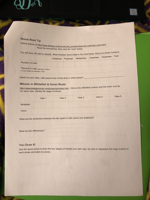 Pivot Interactives Mitosis In Onion Root Tips Answer Key / Log In Pivot ...