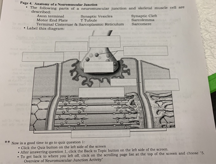 Solved Page 4. Anatomy of a Neuromuscular Junction The | Chegg.com