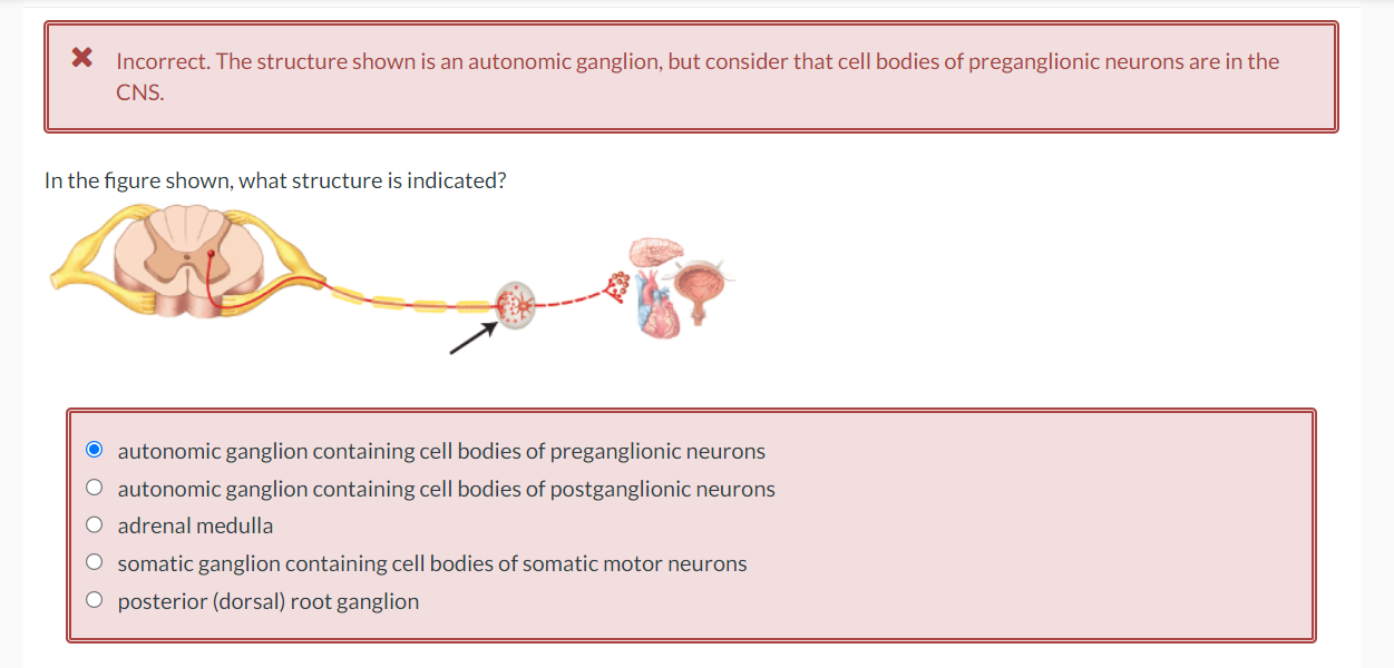 Solved X Incorrect. The structure shown is an autonomic | Chegg.com