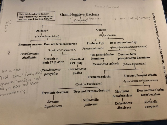 Solved Need help constructing flow chart for gram unknown