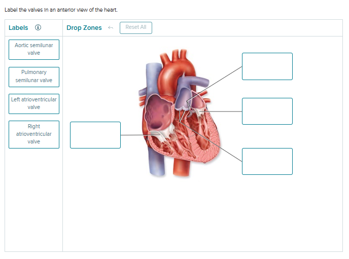 Solved by an EXPERT Label the valves in an anterior view of the heart ...