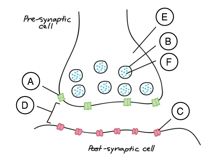 Solved Here Is A Picture Of An Axon, Synapse And Dendrite 