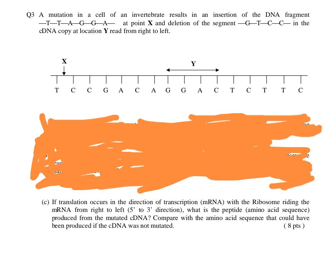 Solved Q3 A mutation in a cell of an invertebrate results in | Chegg.com