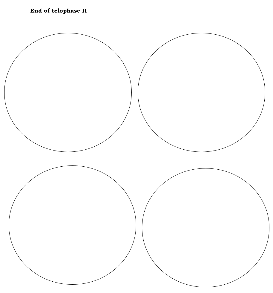 Solved Draw Meiosis Ii You Are Using The Two Daughter Cells Chegg Com