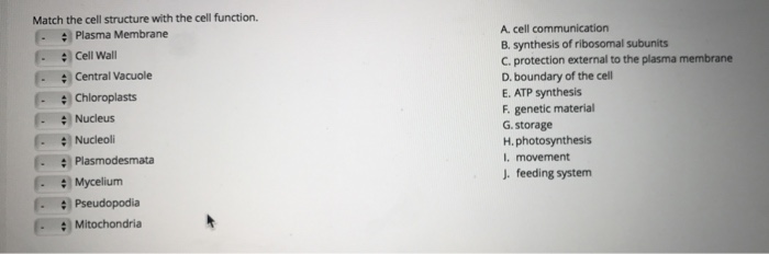 Solved Match The Cell Structure With The Cell Function. | Chegg.com