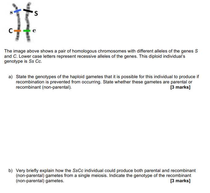 Solved The image above shows a pair of homologous | Chegg.com