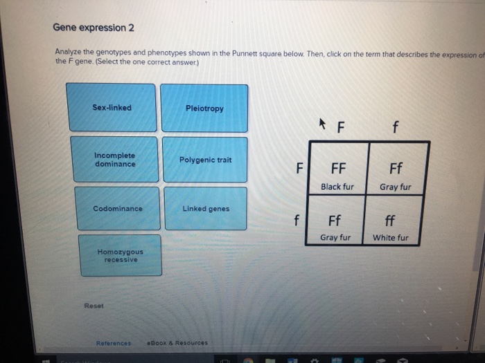 Solved Gene Expression 2 Analyze The Genotypes And