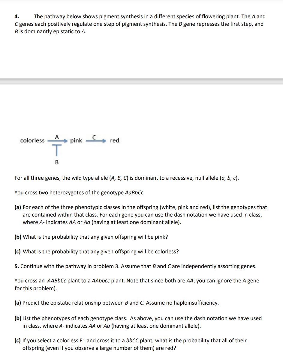 Solved 4. The Pathway Below Shows Pigment Synthesis In A | Chegg.com