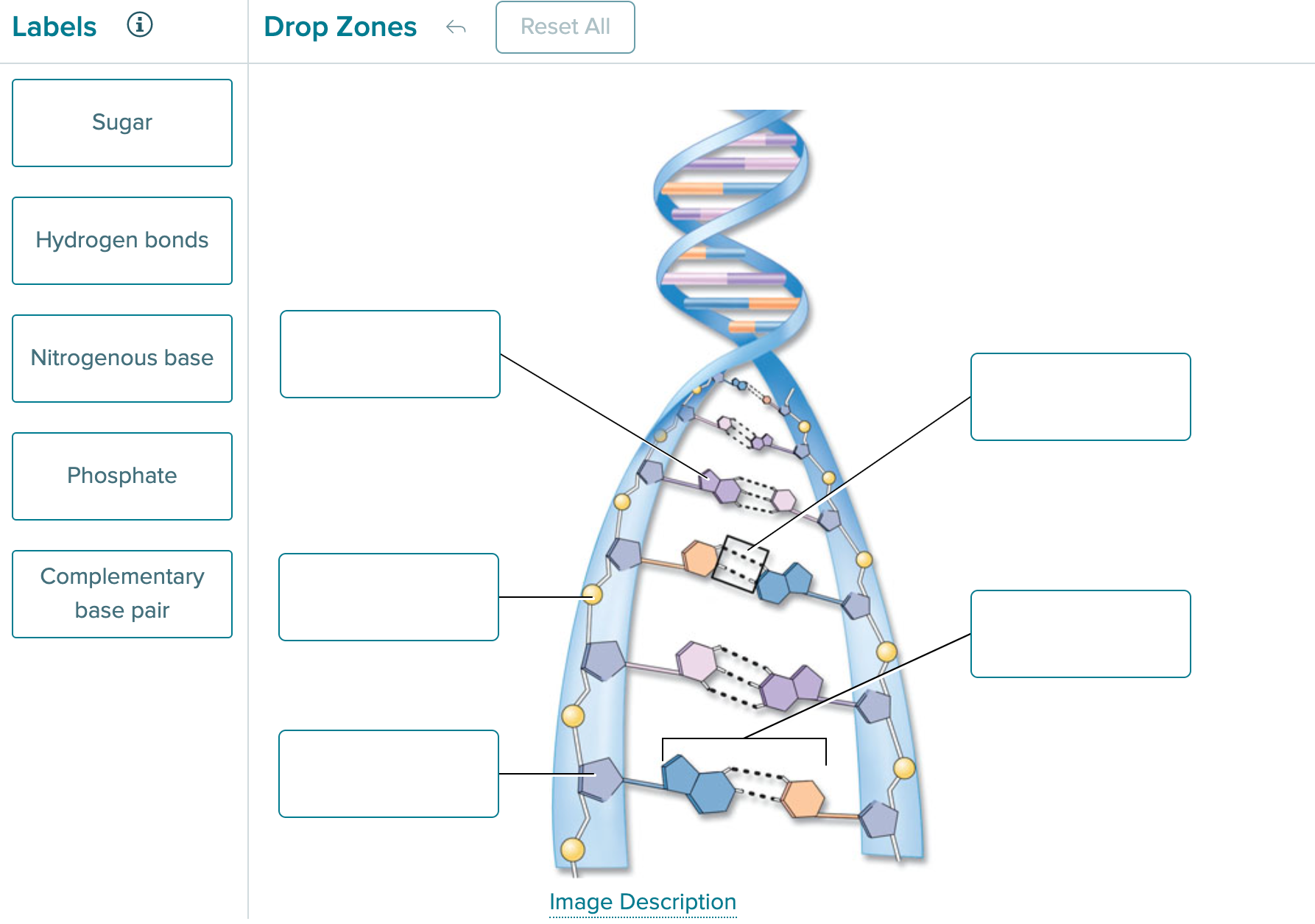 Solved Label the DNA molecule Label the DNA molecule. | Chegg.com