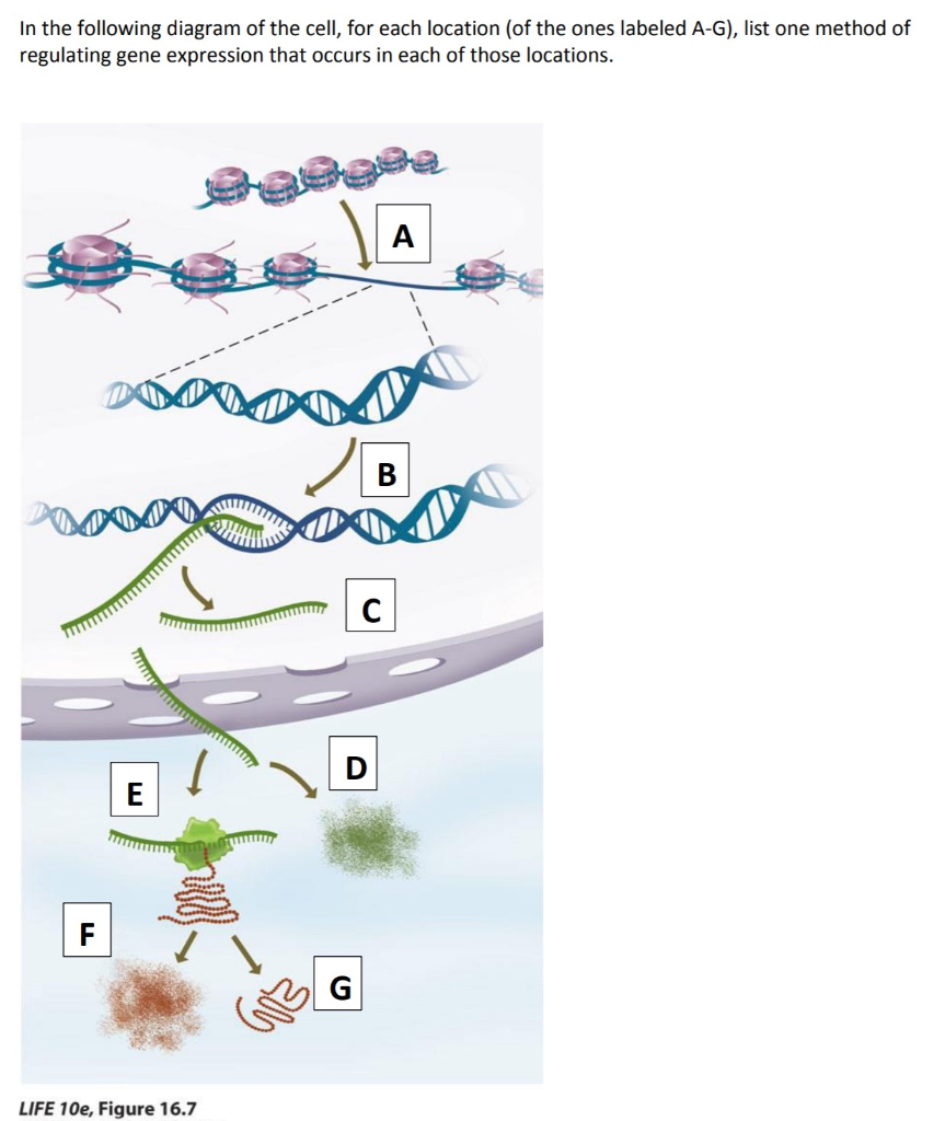 Solved In the following diagram of the cell, for each | Chegg.com