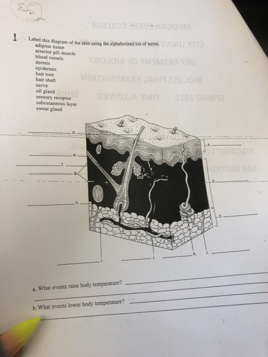 Solved - Label this diagram of the skin using the | Chegg.com