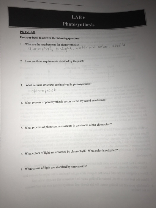 Solved LAB 6 Photosynthesis PRELAB Use your book to answer