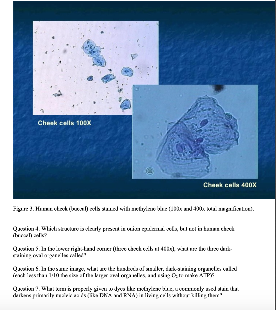 cheek cells 100x