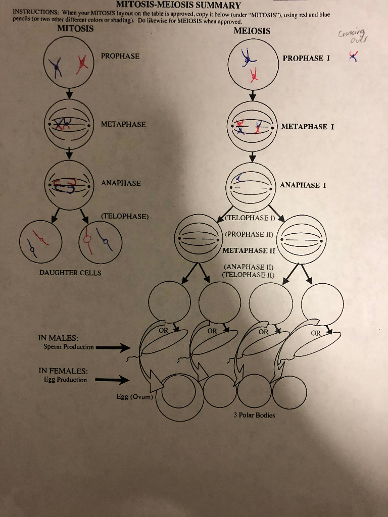 Featured image of post View 13 Mitosis And Meiosis Worksheet Answers Key